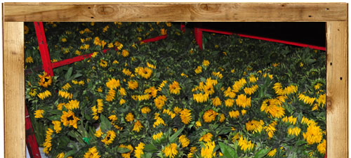 O&J Growers - Gallery - Sunflowers on Rack