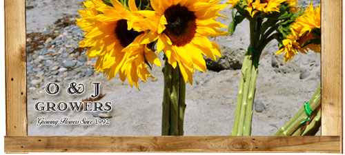 O&J Growers - Gallery - Sunflower