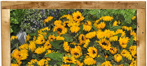 O&J Growers - Gallery - Sunflowers