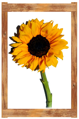 O&J Growers - Sunflowers